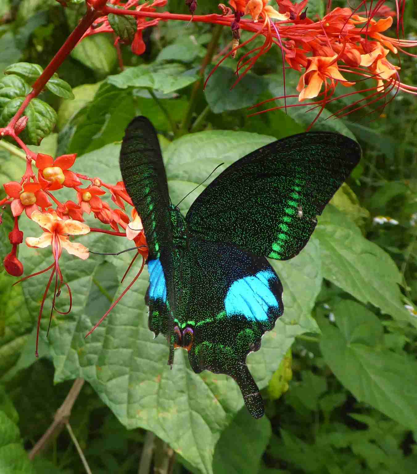 Papilio hermosanus Papilio hermosanus